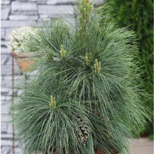 Zakrsle rostoucí jehličnany - Borovice Schwerinova 'Wiethorst' 10 litrů, výška 40/50cm, keř