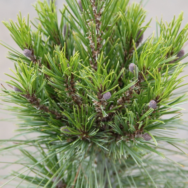 Borovice Schwerinova 'Wiethorst' 2 litry-0