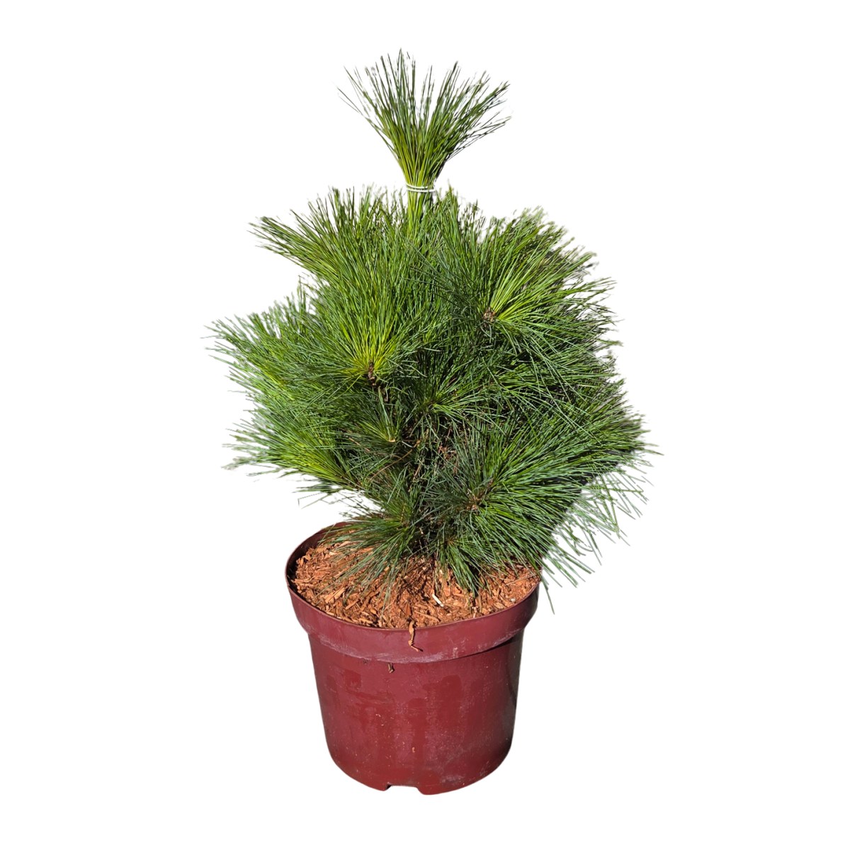 Zakrsle rostoucí jehličnany - Borovice Schwerinova 'Wiethorst' 5 litrů