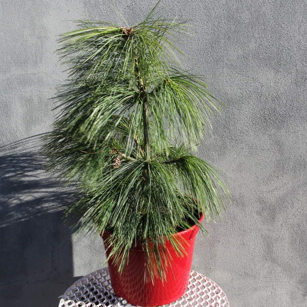 Zakrsle rostoucí jehličnany - Borovice Schwerinova 'Wiethorst' 5 litrů