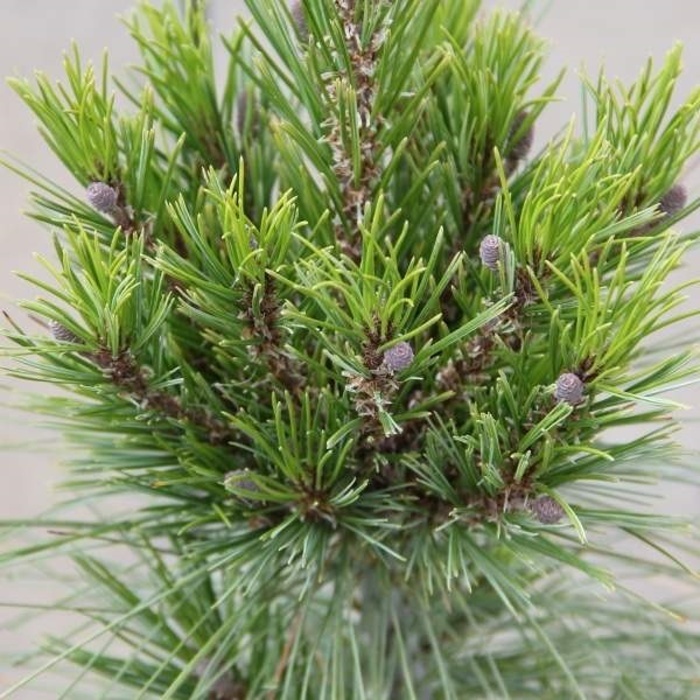 Zakrsle rostoucí jehličnany - Borovice Schwerinova 'Wiethorst' výška 20/30cm, květináč 3 litry