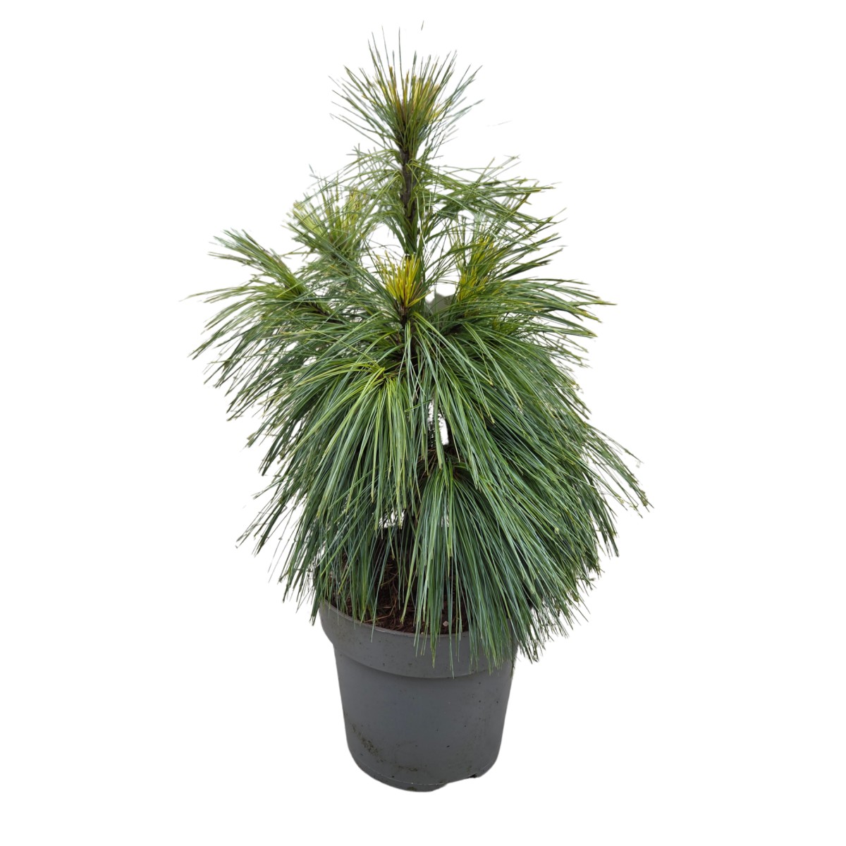 Zakrsle rostoucí jehličnany - Borovice Schwerinova Wiethorst výška 30/40cm, květináč 7 litrů