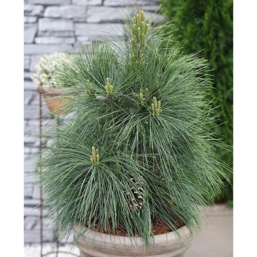 Zakrsle rostoucí jehličnany - Borovice Schwerinova 'Wiethorst' výška 40/50cm,  7,5 litru