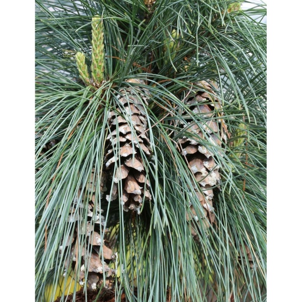 Vzrůstné jehličnany - Borovice Schwerinova 'Wiethorst' výška 50/60cm