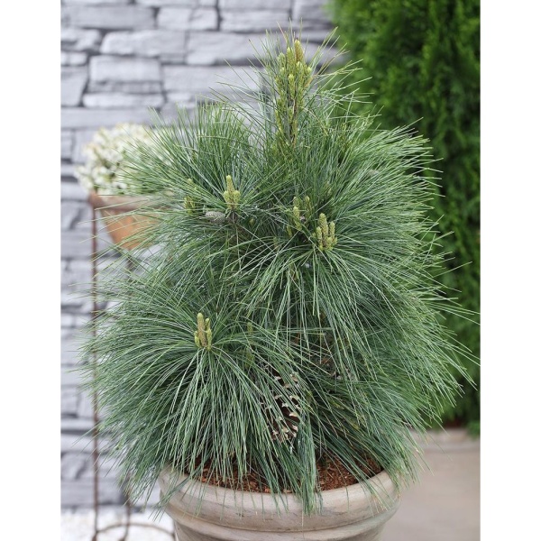 Borovice Schwerinova 'Wiethorst' výška 50/60cm-0