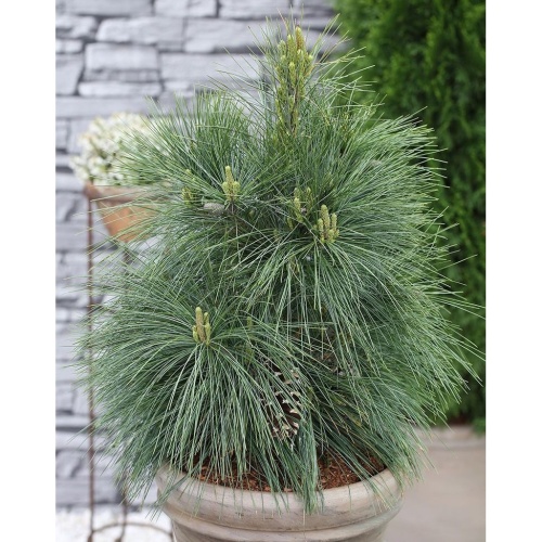 Zakrsle rostoucí jehličnany - Borovice Schwerinova 'Wiethorst' výška 60/70cm, 15 litrů