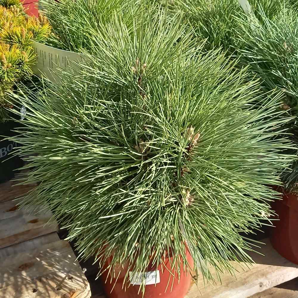 Zakrsle rostoucí jehličnany - Borovice smolná Pillnitz výška 20/30cm, květináč 5 litrů