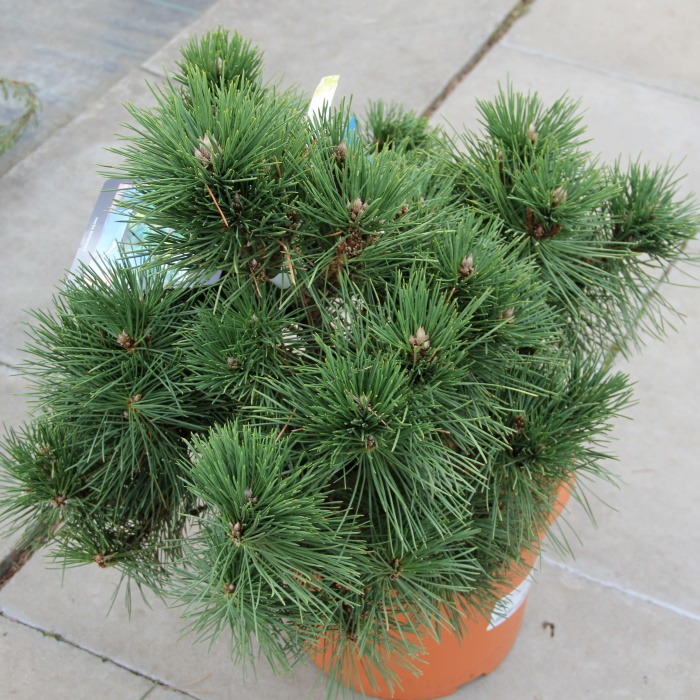 Zakrsle rostoucí jehličnany - Borovice Thunbergova 'Maijima' 10 litrů