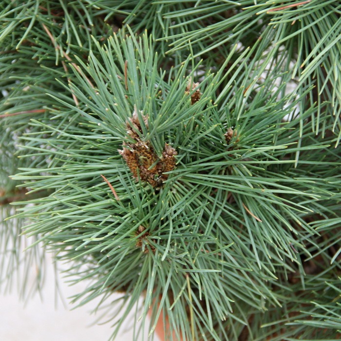 Borovice Thunbergova 'Maijima' 10 litrů-0