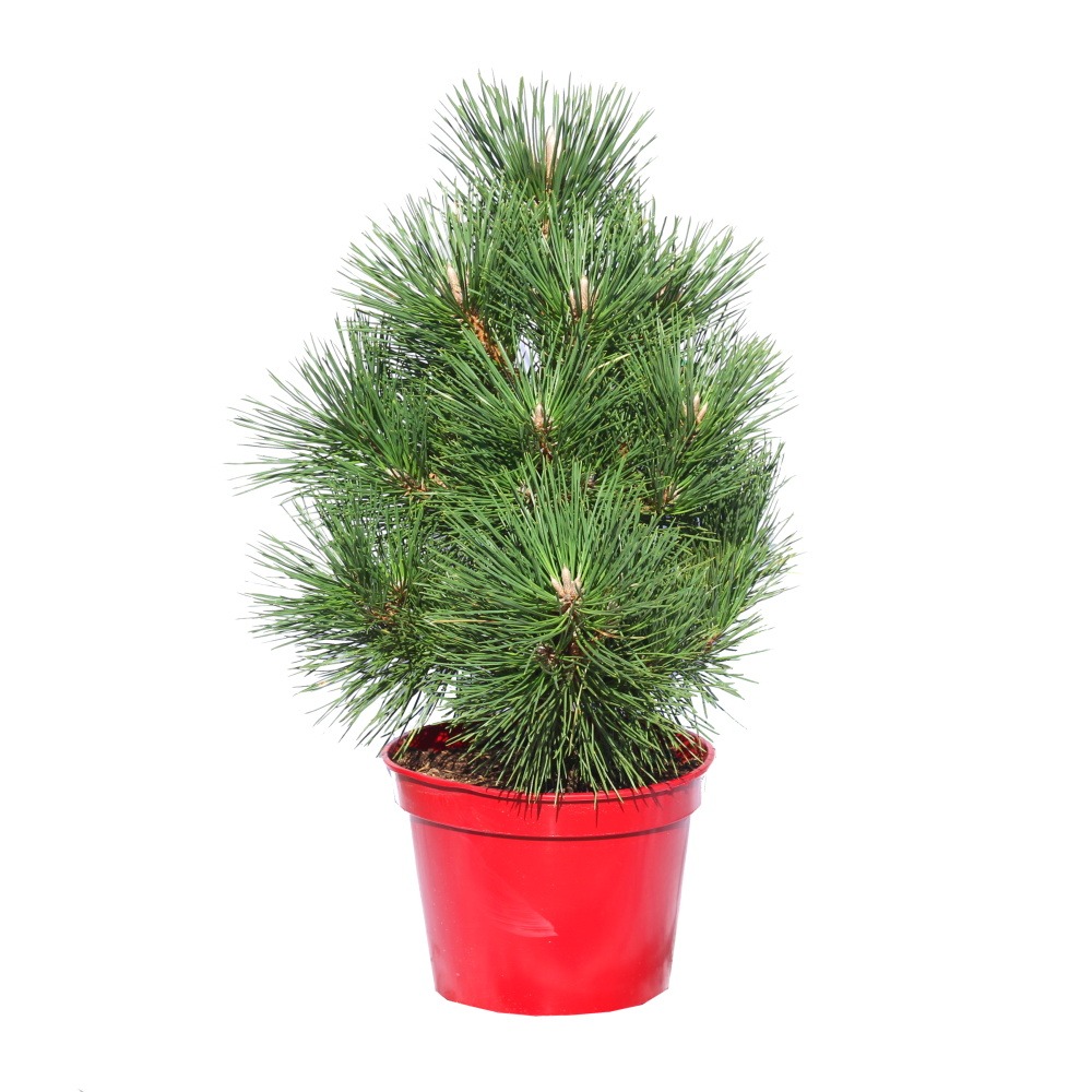 Zakrsle rostoucí jehličnany - Borovice Thunbergova Maijima výška 100/125cm, květináč 65 litrů