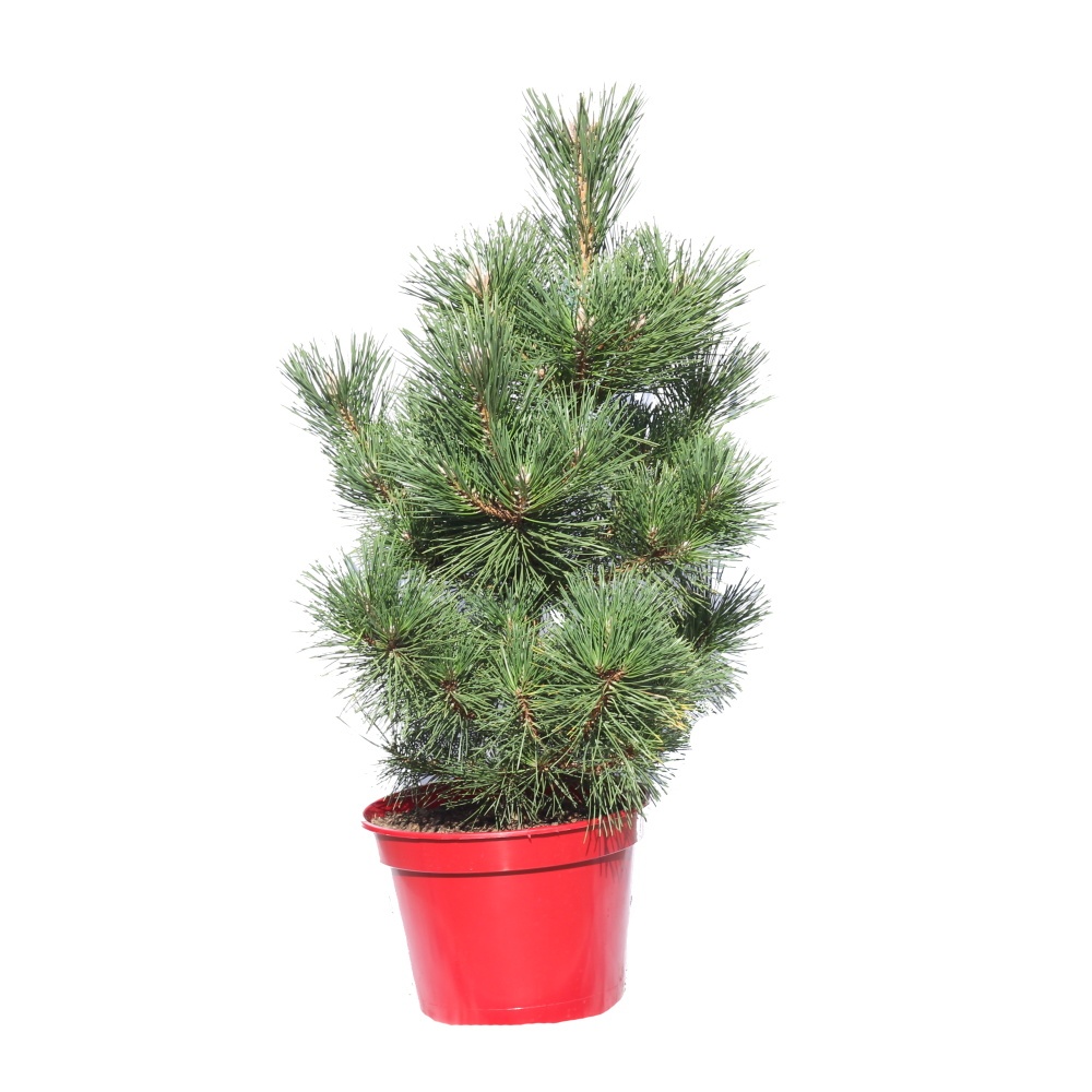 Zakrsle rostoucí jehličnany - Borovice Thunbergova Maijima výška 50/60cm, květináč 10 litrů