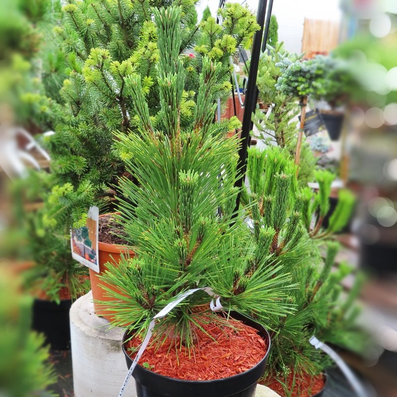 Zakrsle rostoucí jehličnany - Borovice Thunbergova 'Sayonara' květináč 7,5 litru, 40/60cm