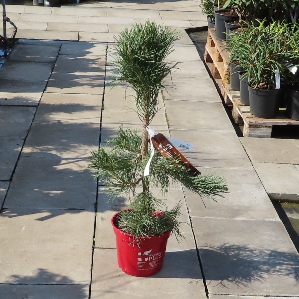 Borovice Thunbergova 'Suyken' květináč 5 litrů, výška 40/50cm, větve od spodu, stromek-0