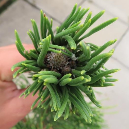 Borovice Thunbergova 'Suyken' květináč 5 litrů, výška 40/50cm, větve od spodu, stromek-1