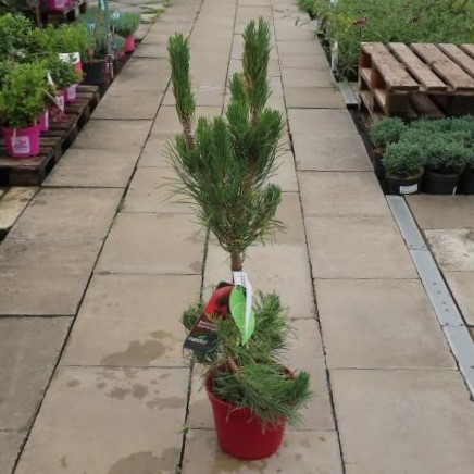 Borovice Thunbergova 'Suyken' květináč 5 litrů, výška 40/50cm, větve od spodu, stromek-2