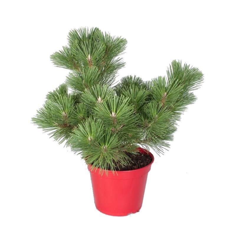 Vzrůstné jehličnany - Borovice Thunbergova 'Thunderhead' výška 50/60cm, květináč 10 litrů