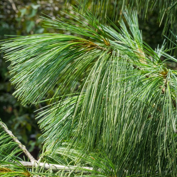 Vzrůstné jehličnany - Borovice vejmutovka 125/150