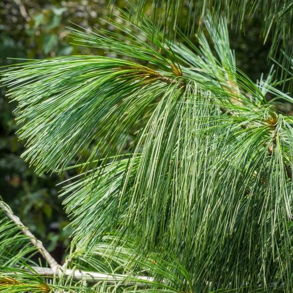 Vzrůstné jehličnany - Borovice vejmutovka 130 litrů