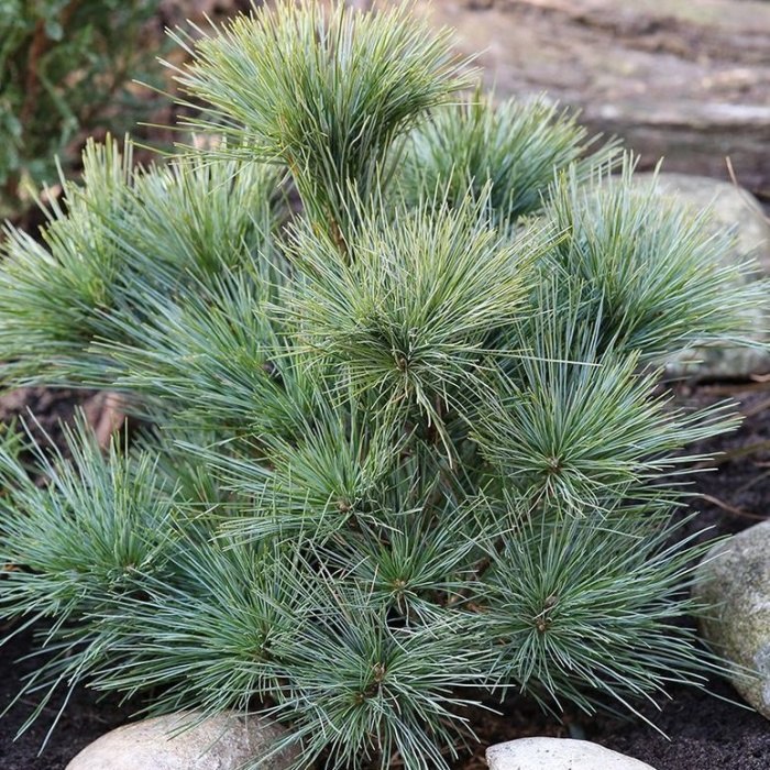 Zakrsle rostoucí jehličnany - Borovice vejmutovka 'Bergman's Mini' výška 30/40cm, květináč 10 litrů