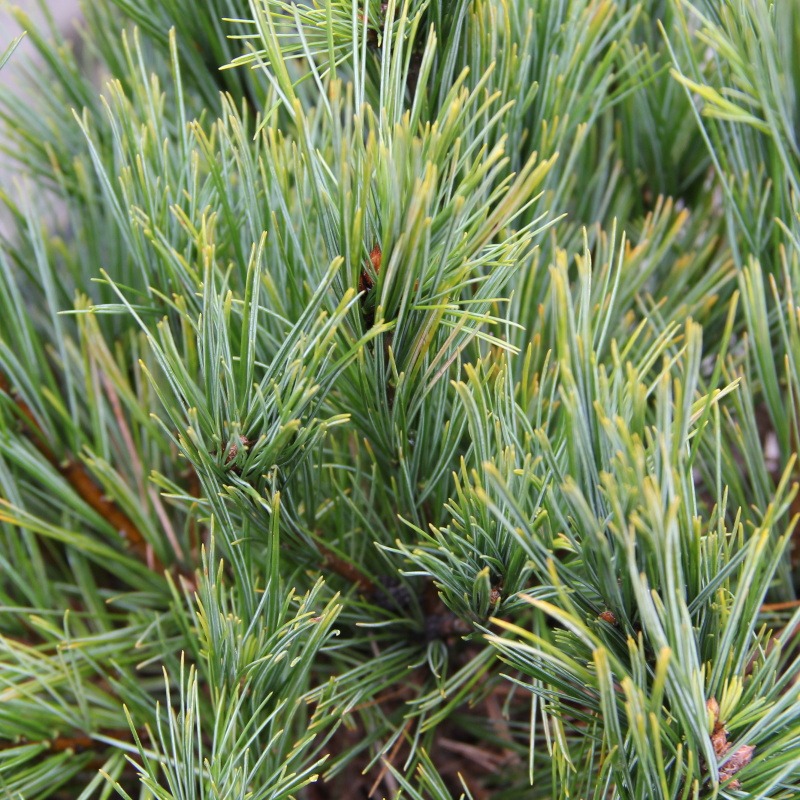 Zakrsle rostoucí jehličnany - Borovice vejmutovka 'Macopin' 7,5 litru