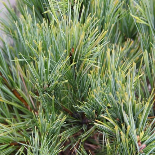 Zakrsle rostoucí jehličnany - Borovice vejmutovka Macopin výška 25/30cm, 4 litry