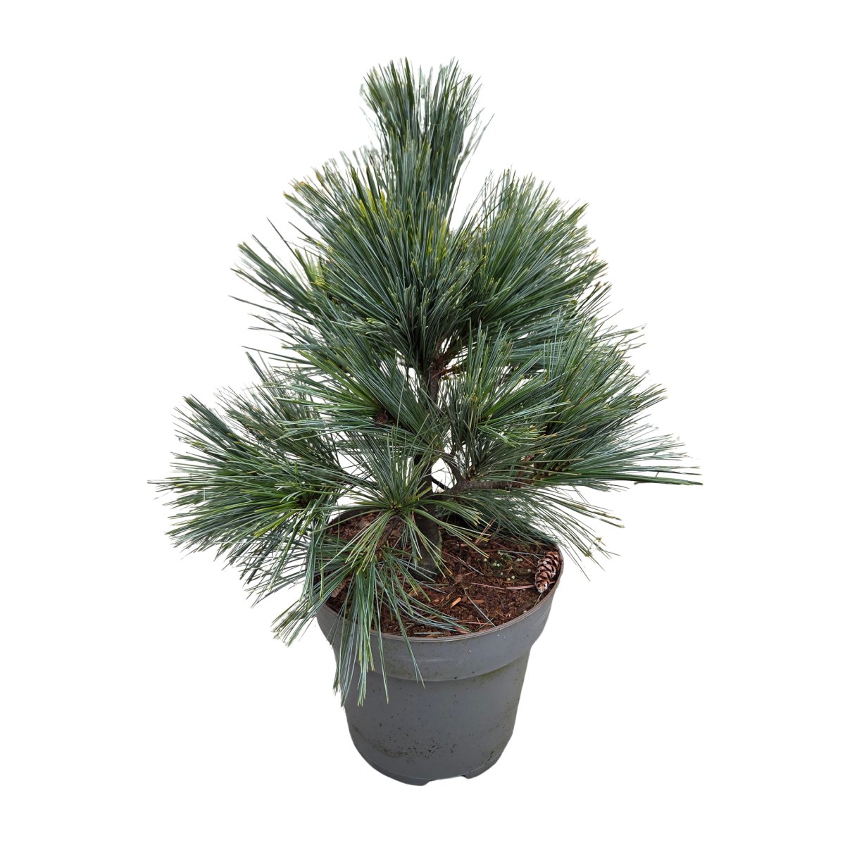 Zakrsle rostoucí jehličnany - Borovice vejmutovka Macopin výška 30/40cm, květináč 7 litrů