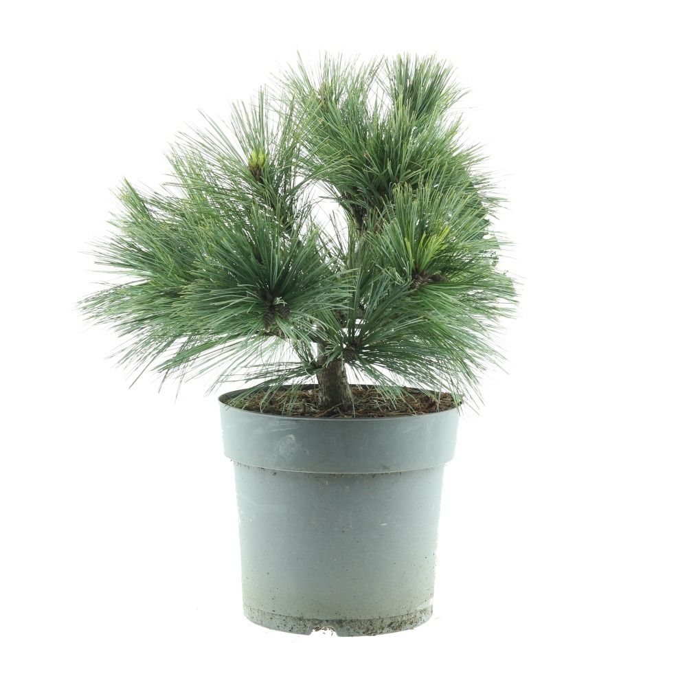 Zakrsle rostoucí jehličnany - Borovice vejmutovka Macopin výška 30/40cm, květináč 7 litrů