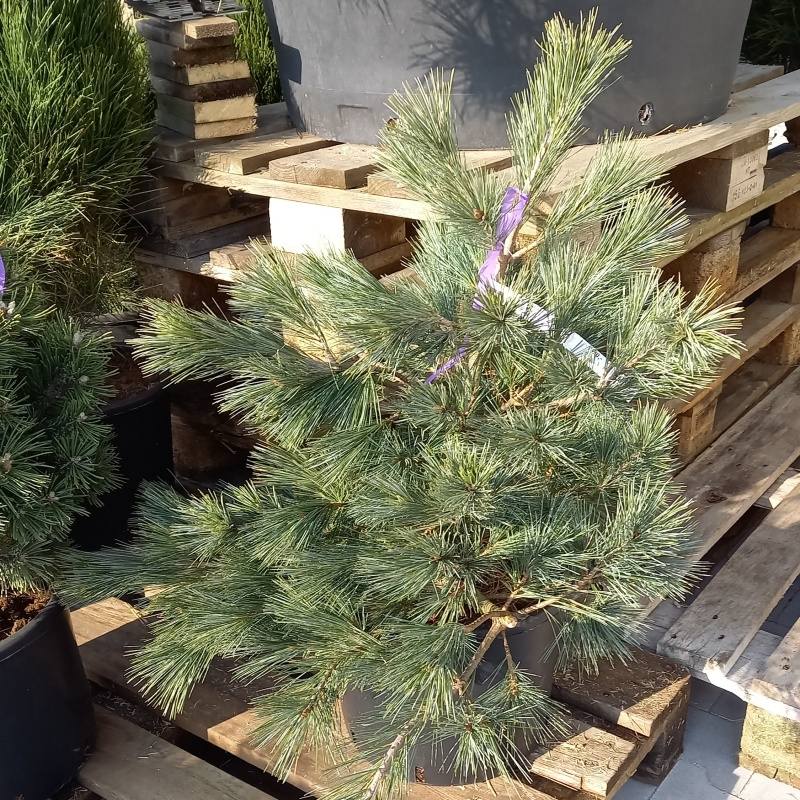 Zakrsle rostoucí jehličnany - Borovice vejmutovka 'Macopin' výška 60/80cm