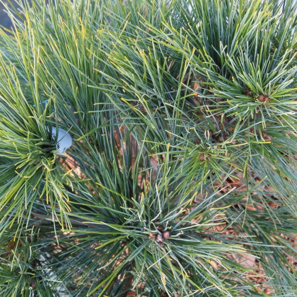 Zakrsle rostoucí jehličnany - Borovice vejmutovka 'Minima' 10 litrů