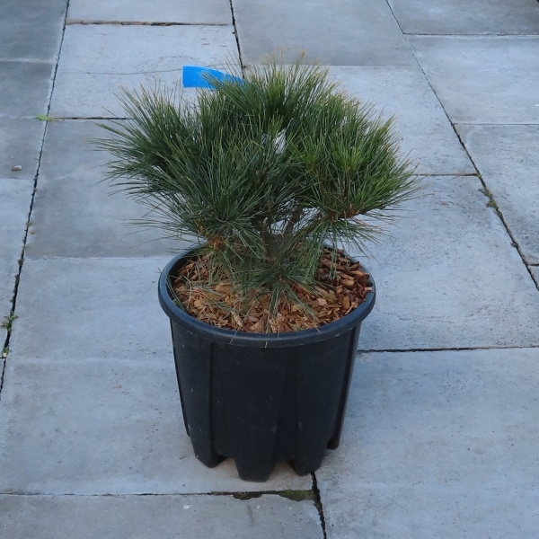 Borovice vejmutovka 'Minima' 10 litrů-0