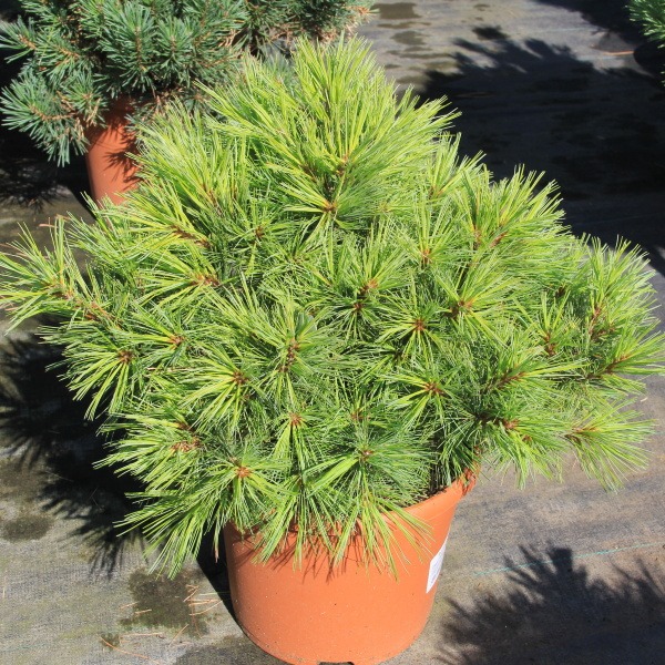 Zakrsle rostoucí jehličnany - Borovice vejmutovka 'Minima' 5 litrů