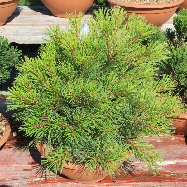 Zakrsle rostoucí jehličnany - Borovice vejmutovka 'Minima' miska 3,5 litru