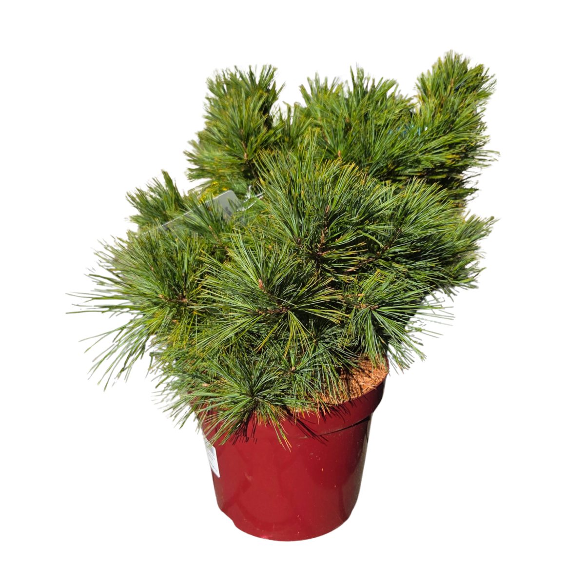 Zakrsle rostoucí jehličnany - Borovice vejmutovka Minima výška 40/50cm,květináč 10 litrů