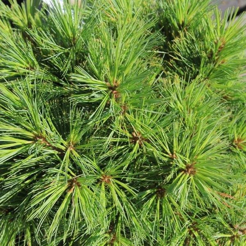 Zakrsle rostoucí jehličnany - Borovice vejmutovka 'Minima' výška 70/80cm, květináč 40 litrů