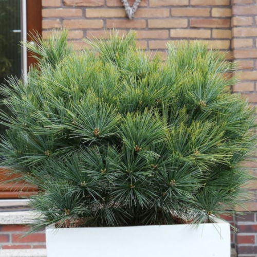 Zakrsle rostoucí jehličnany - Borovice vejmutovka 'Nana Compacta' 10 litrů, 30/40cm, keř