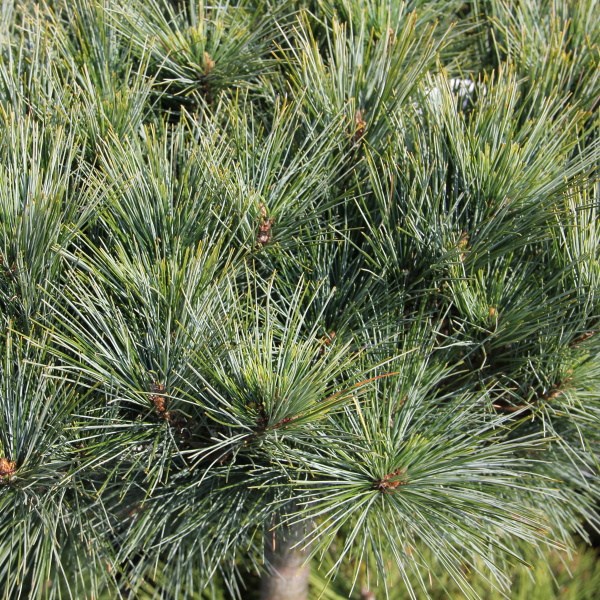 Zakrsle rostoucí jehličnany - Borovice vejmutovka Nana kmínek 60cm, květináč 18 litrů