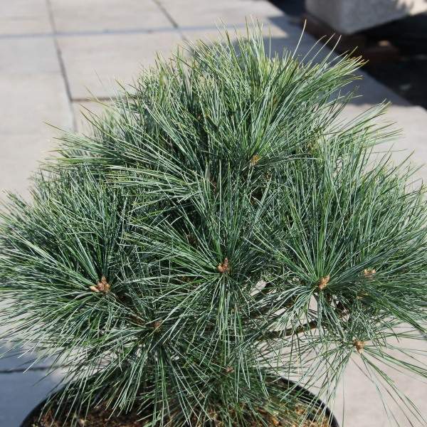 Zakrsle rostoucí jehličnany - Borovice vejmutovka 'Ontario' 4 litry