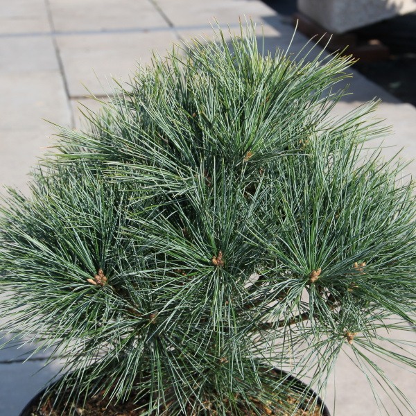 Zakrsle rostoucí jehličnany - Borovice vejmutovka 'Ontario' 7,5 litru