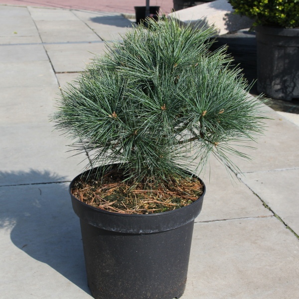 Borovice vejmutovka 'Ontario' 7,5 litru-0