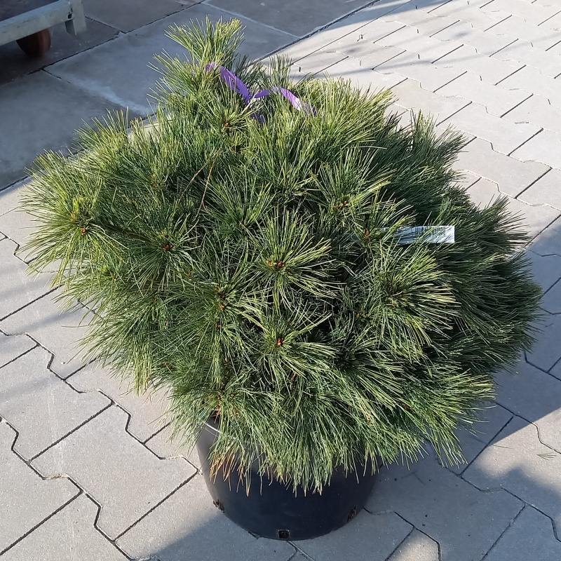 Zakrsle rostoucí jehličnany - Borovice vejmutovka 'Ontario' výška 60/80cm