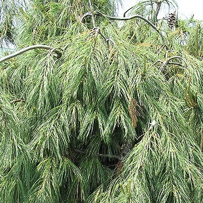 Zakrsle rostoucí jehličnany - Borovice vejmutovka 'Pendula' 110 litrů