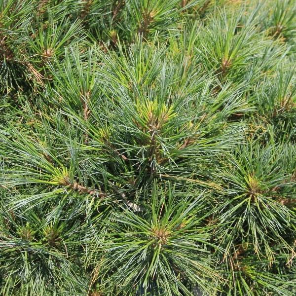 Zakrsle rostoucí jehličnany - Borovice vejmutovka 'Radiata' 35 litrů