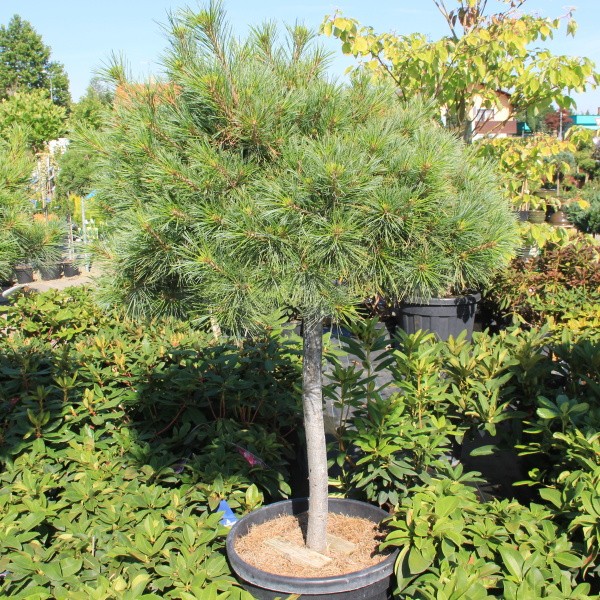 Zakrsle rostoucí jehličnany - Borovice vejmutovka 'Radiata' 55 litrů, kmínek 1/2