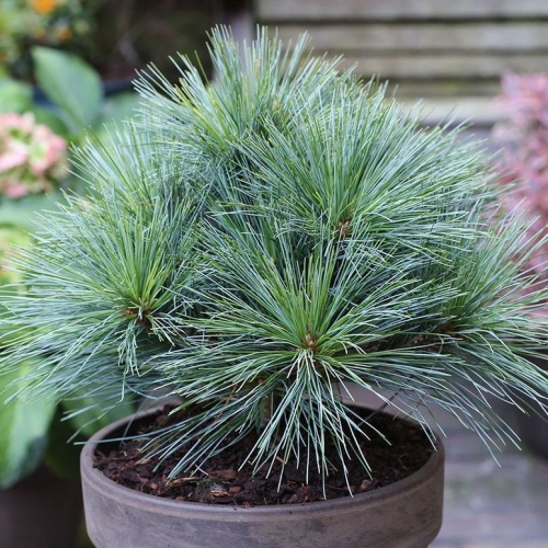 Zakrsle rostoucí jehličnany - Borovice vejmutovka 'Rheinhaus' 40-50cm