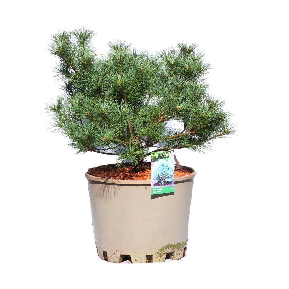 Zakrsle rostoucí jehličnany - Borovice vejmutovka Rheinhaus výška 40/50cm, květináč 25 litrů