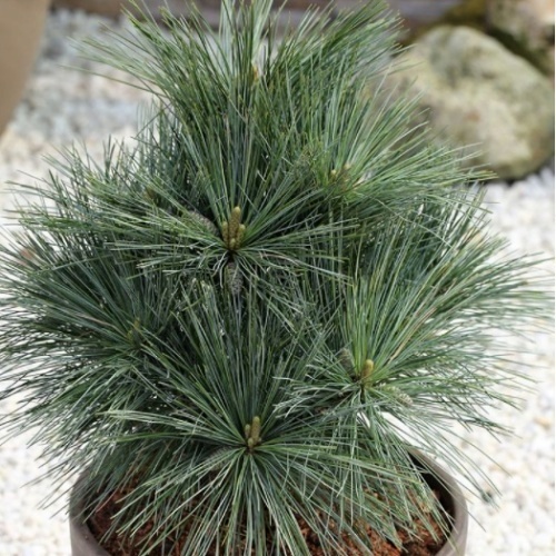 Zakrsle rostoucí jehličnany - Borovice vejmutovka 'Secrest' 70/80cm