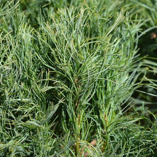 Zakrsle rostoucí jehličnany - Borovice vejmutovka 'Tiny Curls' 50/60cm