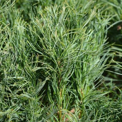 Zakrsle rostoucí jehličnany - Borovice vejmutovka Tiny Curls výška 30/40cm, 7,5 litru