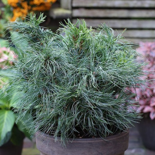 Borovice vejmutovka Tiny Curls výška 30/40cm, 7,5 litru-0