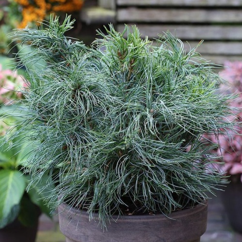 Borovice vejmutovka 'Tiny Curls' výška 60/80cm-0